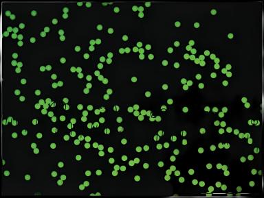 Fluorescent Particles Thermo Scientific™ Fluoro-Max™ Dyed Polystyrene Microsphere in Water Flow Cytometry / Microscopy pH 5.0 to 8.0 15 mL - 09980410